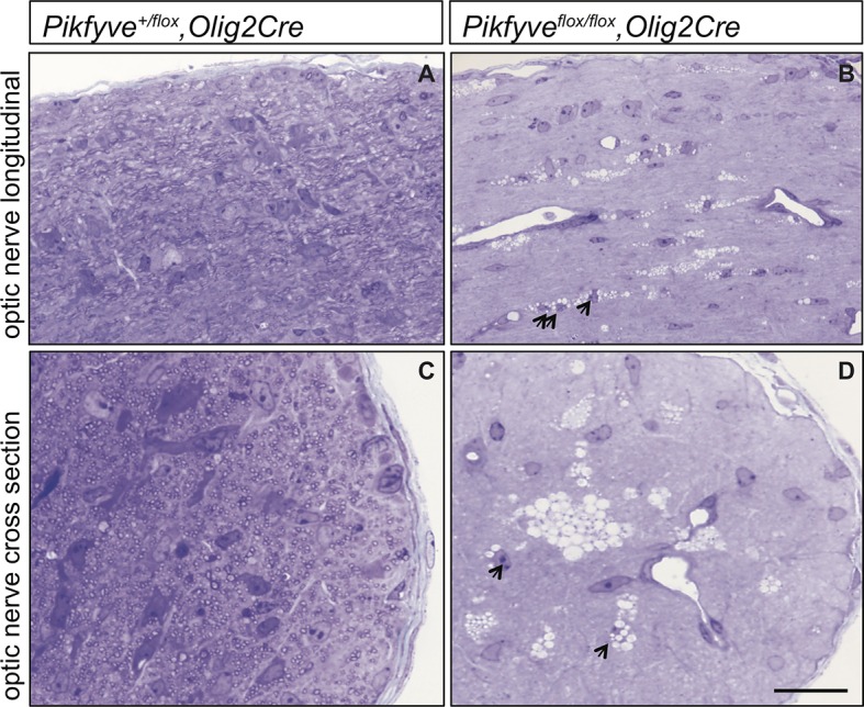 Figure 6—figure supplement 1.