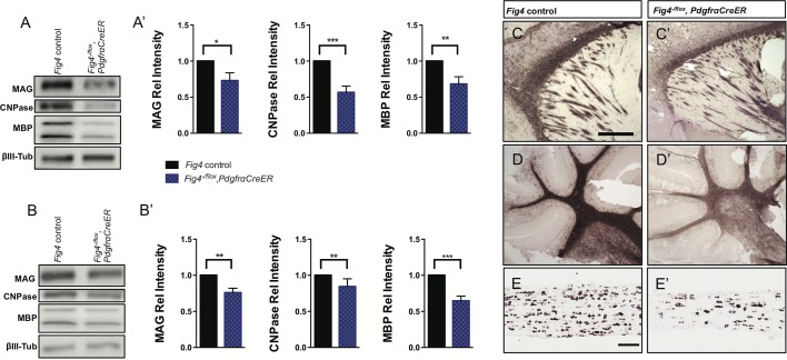 Figure 1—figure supplement 1.