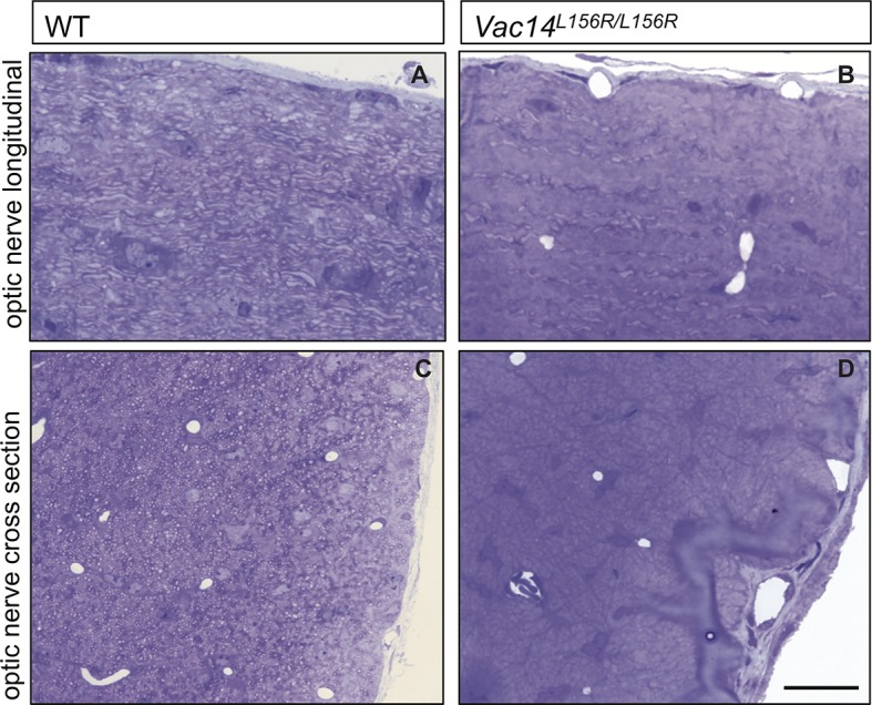 Figure 7—figure supplement 1.