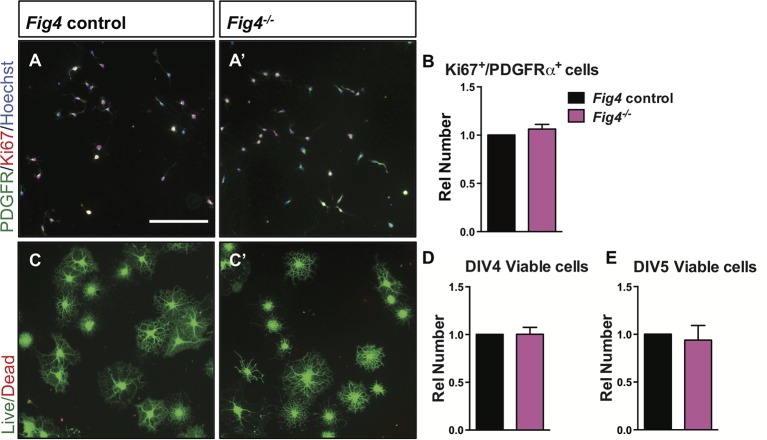 Figure 5—figure supplement 1.