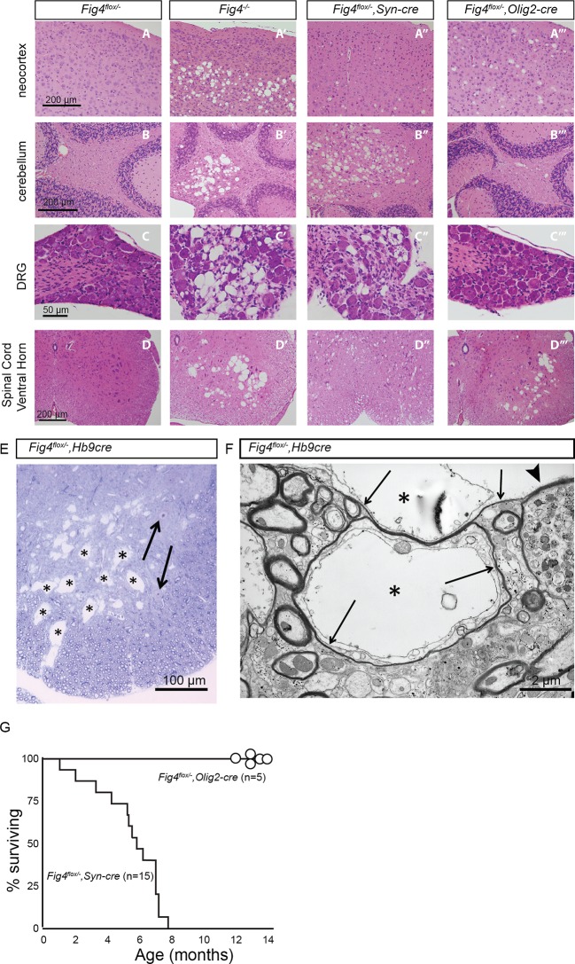 Figure 1—figure supplement 2.