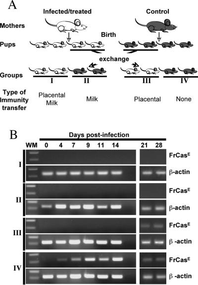 FIG. 2.