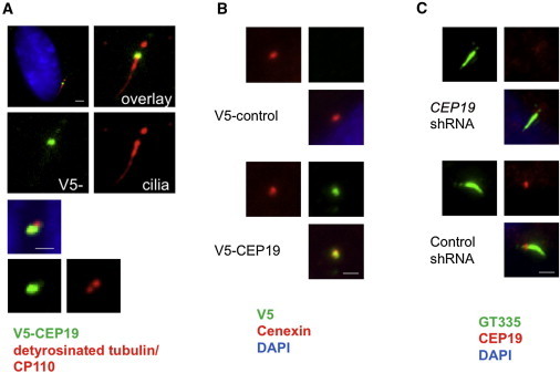 Figure 3