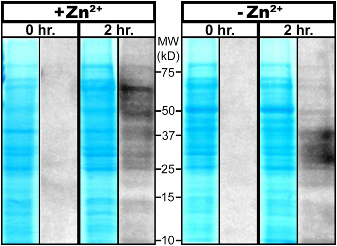 Fig. 2.