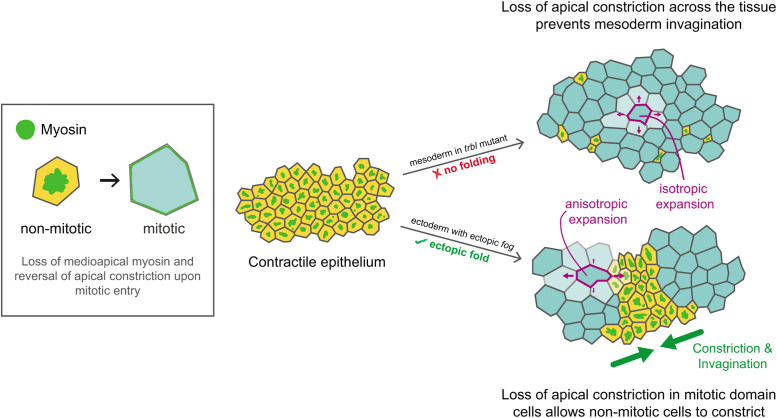 FIGURE 6: