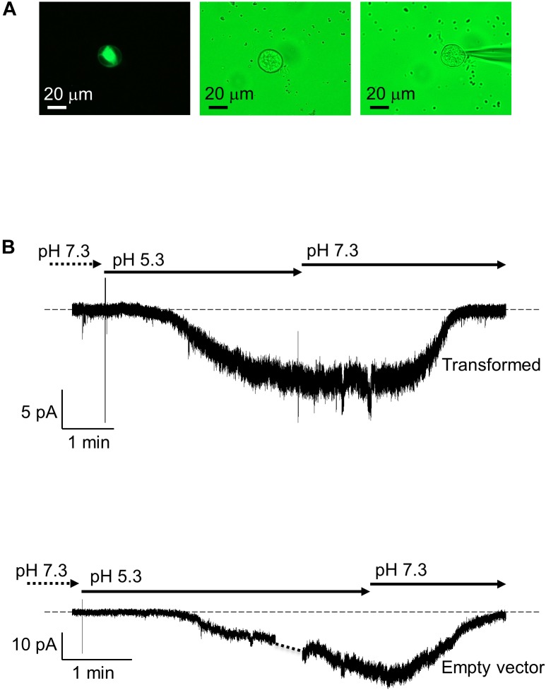 FIGURE 6