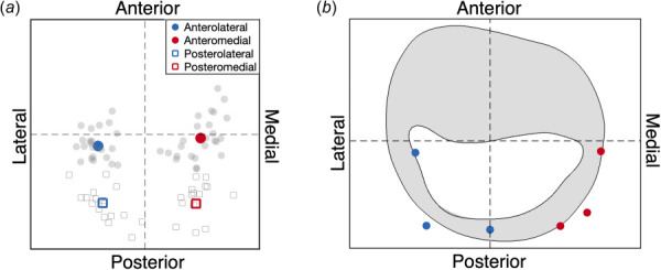 The MVCT origins from both the ex vivo human hearts and a representative patient-specific MV. (a)All the MVCT origins from all five hearts are shown in gray and are grouped based on the location of their respective insertions (anterolateral, anteromedial, posterolateral, posteromedial). The averages of these groups define the four representative origins: the lateral origins are shown in blue; the medial in red; the anterior with filled circle symbols; and the posterior with empty square symbols. (b) A representative patient-specific ED MV leaflet geometry is shown in the atrial view with six identifiable MVCT origins segmented from echo. These origins are tracked from the ED to the ES frames, and their displacements are weighted using a Gaussian function to guide the displacement of the four representative origins. Lateral origins are shown in blue, and medial in red. (Color version online.)