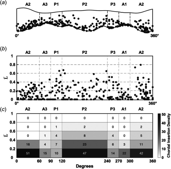 The MVCT insertions from all five ex vivo human hearts, and the resulting MVCT insertion density map. (a) All insertions from the five ex vivo human hearts plotted on the averaged 2D MV geometry. Note the higher density of insertions near the free edge, and the relatively sparse clear zone closer to the annulus. (b) The same data plotted on a normalized domain, where L¯ represents the distance of a given insertion point from the free edge normalized by the distance of the free edge to the annulus at that ϕ value. The domain is discretized into 35 zones by Carpentier segment and L¯ intervals of 0.2. (c) The MVCT insertion map, which dictates how many MVCT are found in each of the 35 regions. This normalized mapping can then be used to generate an anatomical distribution of MVCT insertions on a given patient-specific ED leaflet geometry.