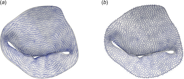 The MV local tissue coordinates mapped on a representative patient MV: (a)circumferential direction, c^ and (b) radial direction, r^