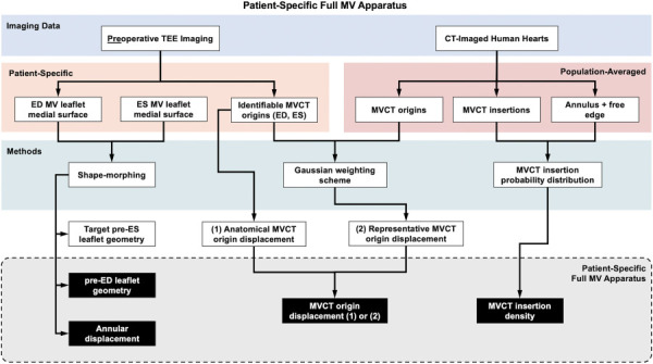 A schematic of the data analysis pipeline required to generate the full patient-specific MV apparatus including the subannular structure. The ED and ES-state MV leaflets and all identifiable MVCT origins are segmented from pre-operative rt-3DE imaging. Our previously described shape-morphing method is used to recover the full ES geometry and establish material point correspondence between the ED and ES leaflet meshes. From CT-imaged 3D reconstructions of 5 excised human hearts, we quantified the MVCT origins and insertions, as well as the MV annulus and free edge, which are used to align the points to the same global coordinate system and normalize their locations to enable intersample comparisons. Using the insertion points from all 5 MVs, we defined an MVCT insertion density map on the MV leaflets. By averaging all the MVCT origins points based on their corresponding insertion locations, we defined four representative MVCT origins. A Gaussian weighting scheme is used to map the MVCT displacements quantified from rt-3DE imaging onto the four representative MVCT origins. Finally, the patient-specific full MV apparatus was assembled by combining the pre-operative ED leaflet geometry, the MVCT insertion points as defined by the density map, the ED to ES annular displacement, and the MVCT origin displacements (either the 4 mapped representative displacements or rt-3DE displacements directly.)