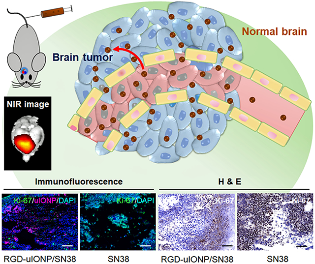 graphic file with name nihms-1808150-f0001.jpg