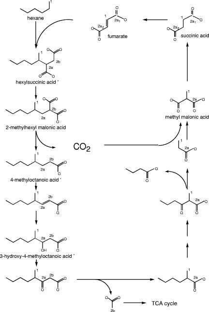 FIG. 7.