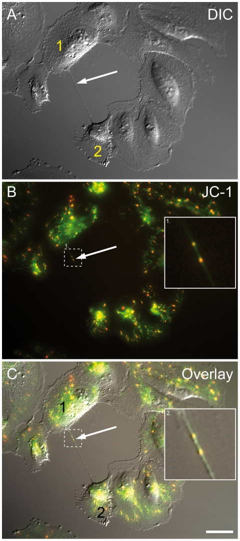 Figure 6