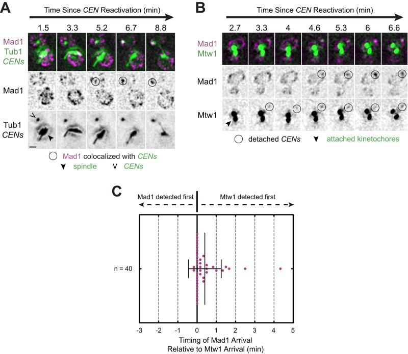 FIGURE 1: