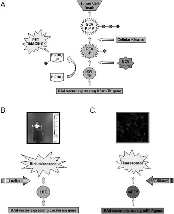 Fig. (4)