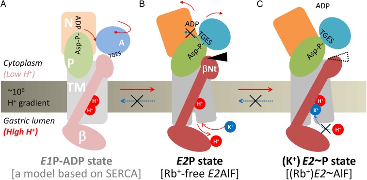 Fig. 4.