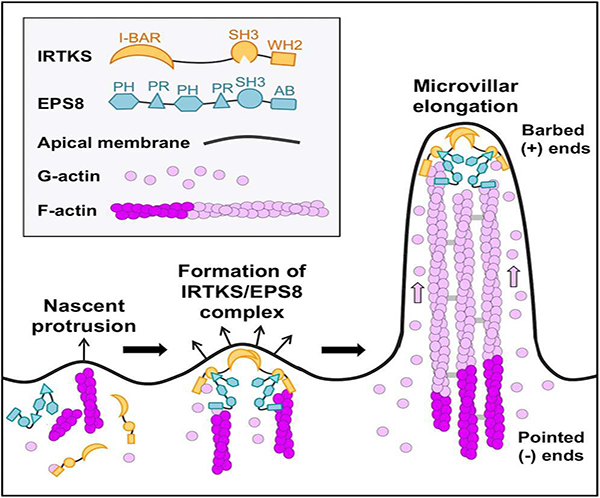 graphic file with name nihms-1500258-f0008.jpg