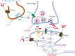 Graphical Abstract