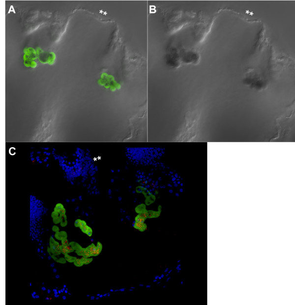 Figure 9