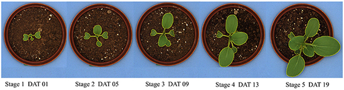 Figure 6