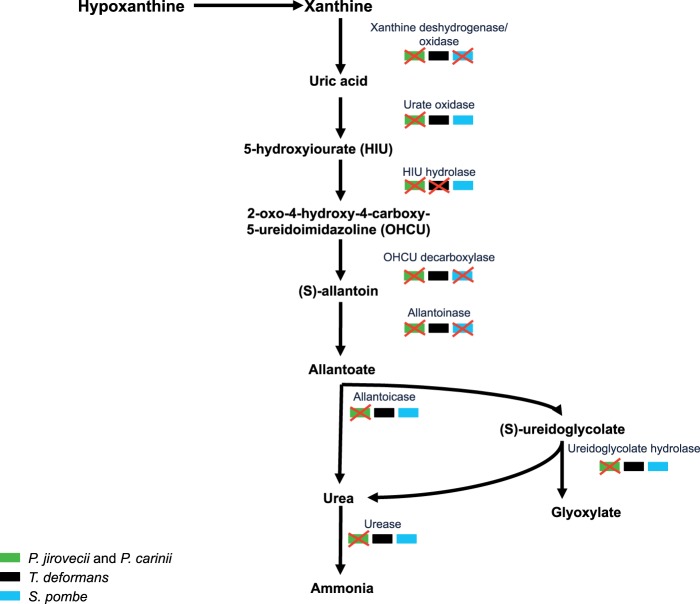 Fig. 3.—