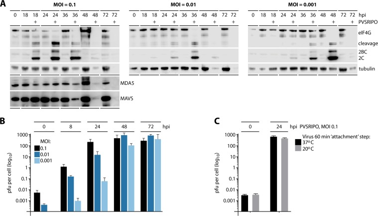 FIG 2