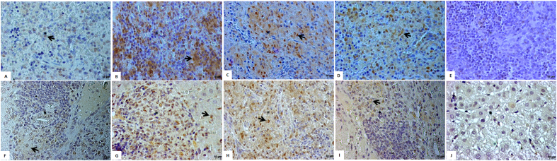 Fig. 6