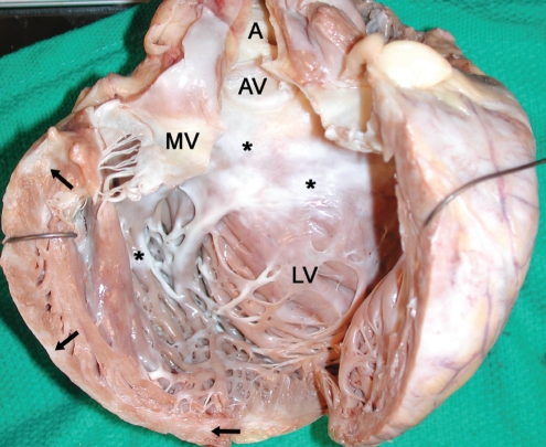 Figure 1)