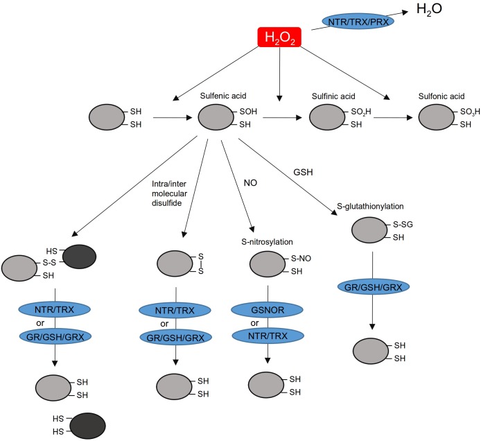 FIGURE 1