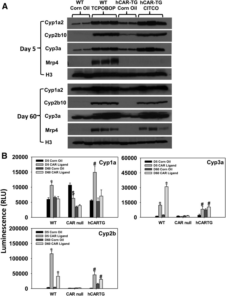 Fig. 10.