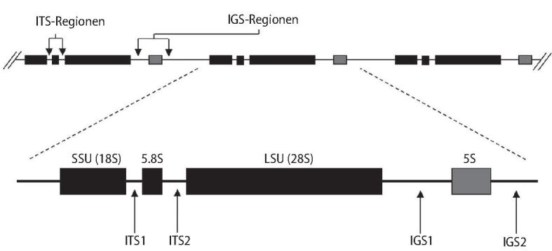 graphic file with name 15004_2023_9818_Fig8_HTML.jpg
