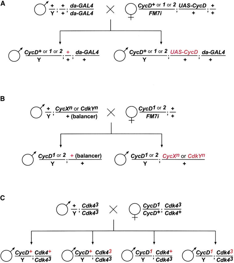 Figure 3.—