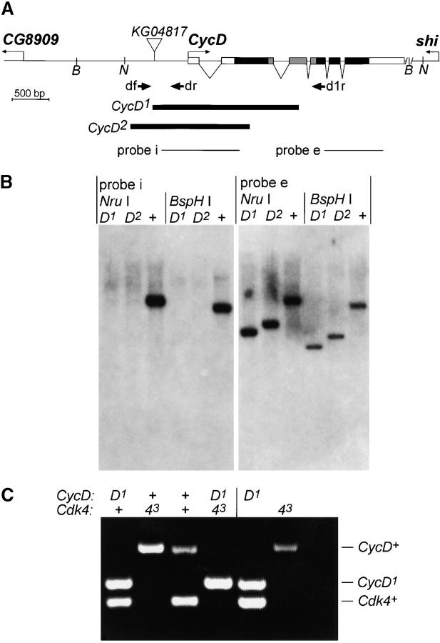 Figure 1.—