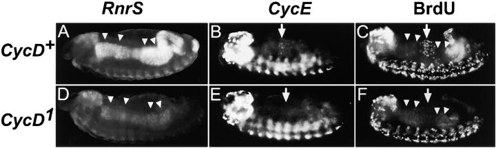 Figure 4.—