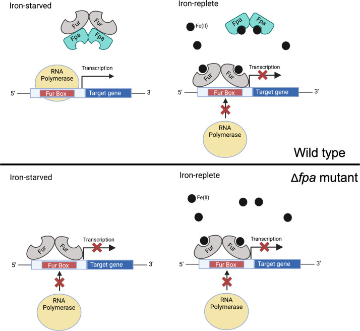 Illustration of iron regulation in wild-type and Δfpa mutant strains. In iron-starved conditions, Fur activates transcription in wildtype, while iron-replete conditions inhibit it. In Δfpa mutant, transcription is inhibited regardless of iron levels.