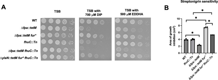 Plating assays on different growth media highlight growth patterns of wildtype and mutant strains under iron-limiting conditions, while the bar graph illustrates significant differences in streptonigrin sensitivity among the strains.