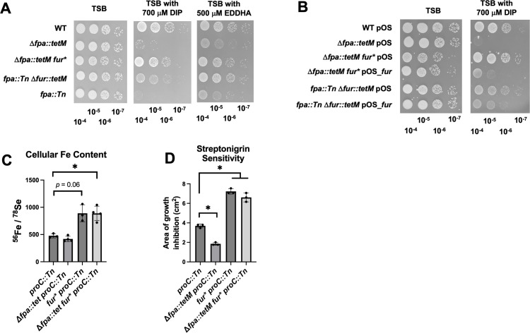 The phenotypes of a fpa mutSpot plating assays display growth of wildtype and mutant strains on TSA with or without iron chelators. Bar graphs plot cellular iron content and streptonigrin sensitivity, highlighting significant differences between strains.ant are bypassed by a null mutation in fur.