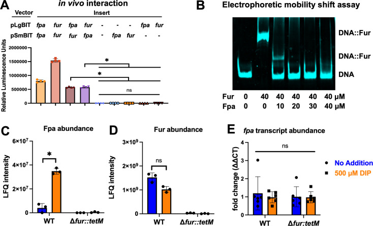 In vivo interaction experiment measuring luminescence units between fpa and fur, an electrophoretic mobility shift assay depicting DNA binding to Fur and Fpa, Fpa and Fur abundance, and transcript levels of fpa in the presence and absence of DIP.