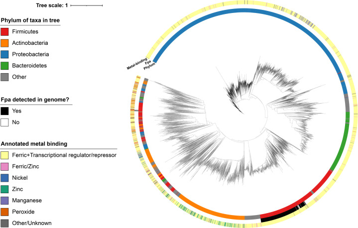 Phylogenetic tree displays bacterial taxa from different phyla, annotated by metal-binding capabilities. Colors highlight metal-binding properties. Tree depicts relationships among taxa across various phyla.