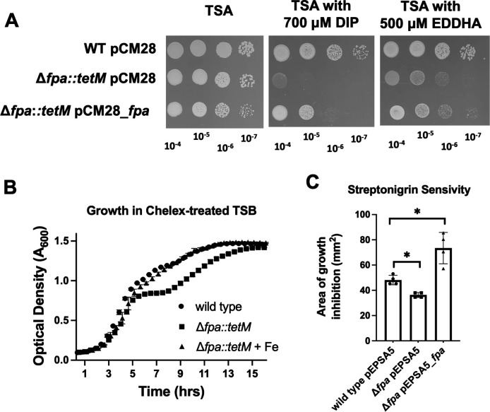 Plating assays depict growth of wild type, Δfpa::tetM, and complemented strains on TSA. Growth curve plots Δfpa::tetM in chelex-treated TSB. Bar graph plots streptonigrin sensitivity, with significant inhibition differences.