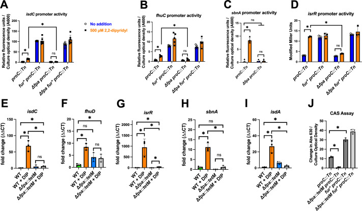 Various promoter activities and gene expression levels of wild-type and mutant strains under different conditions, with notable fold changes in specific genes. CAS assay at end indicates significant differences in siderophore production across strains.