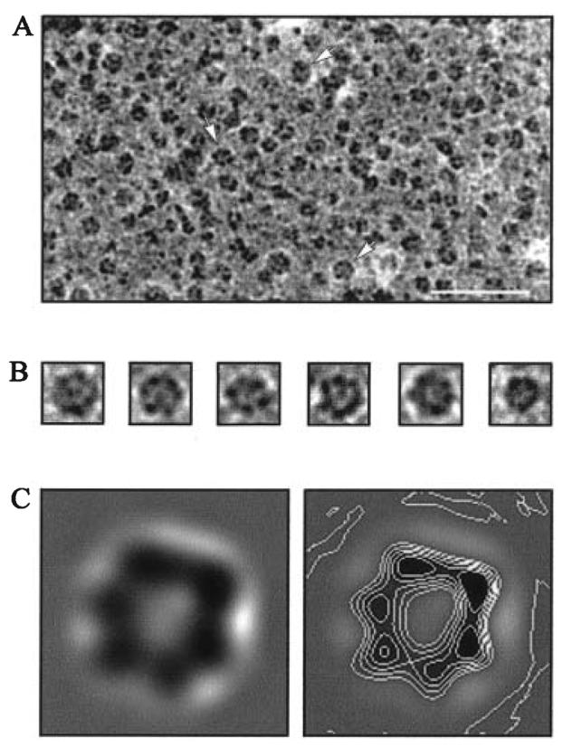 Fig. 2