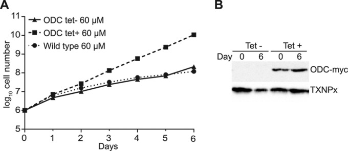 FIG 2