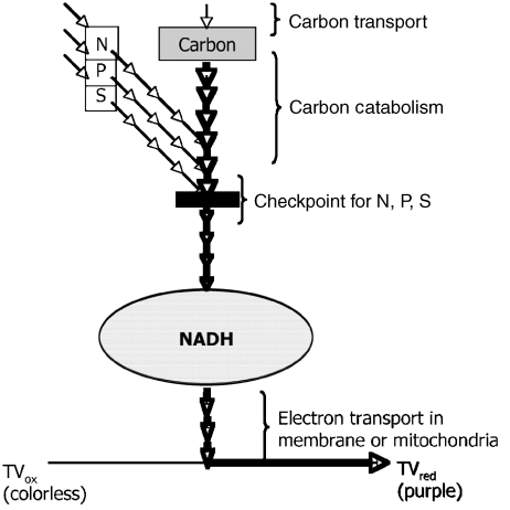 Fig. 2