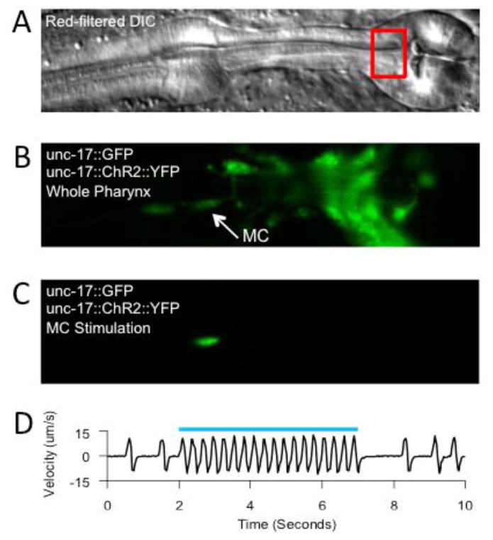 Figure 2