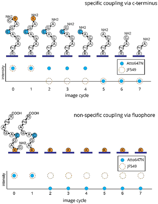 graphic file with name nihms-1791376-f0001.jpg