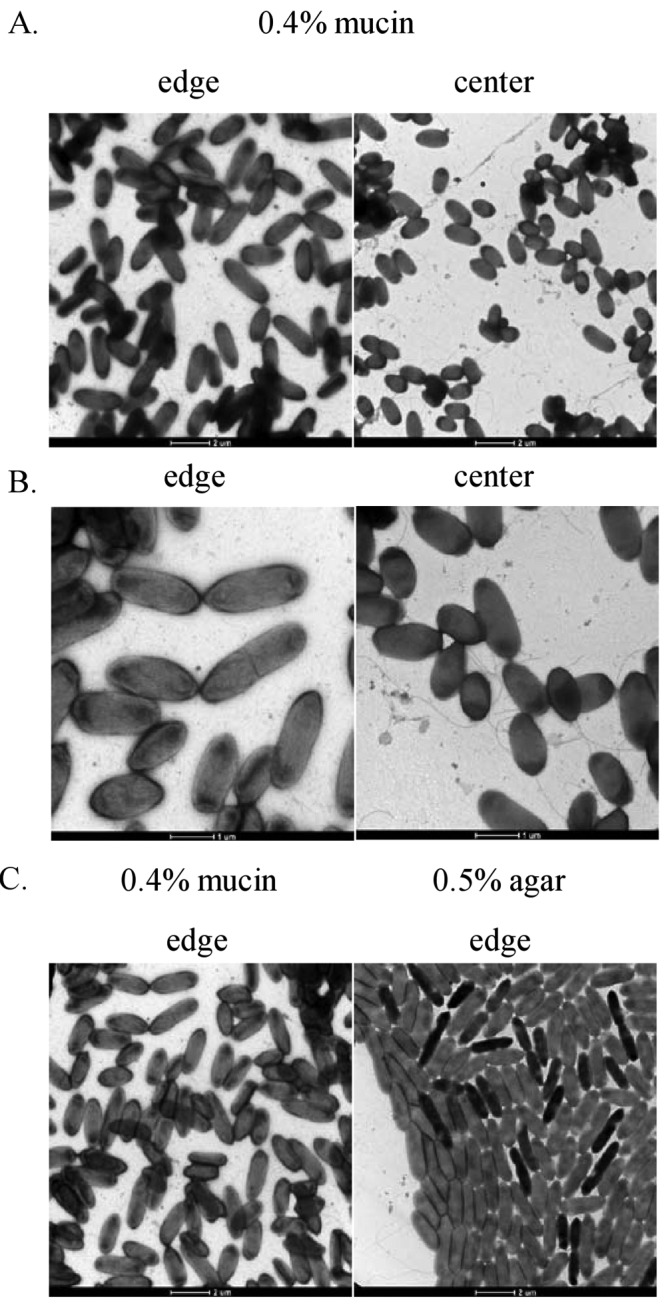 FIG 5 