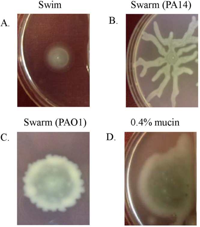 FIG 1 