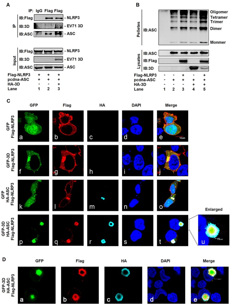 Fig 8