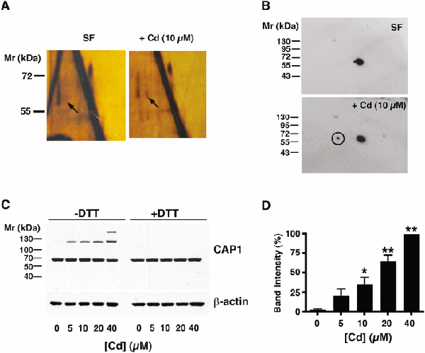 Fig. 1 –